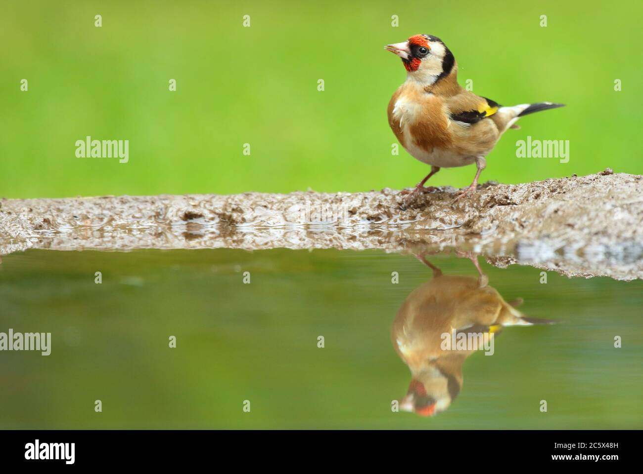 Erwachsener europäischer Goldfink (Carduelis carduelis) Reflexion während unten aus Schlamm Pool zu trinken. Derbyshire, Großbritannien, Frühjahr 2020 Stockfoto