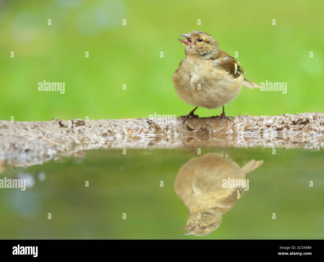 Weibliche gewöhnliche Chaffinch (Fringilla coelebs) Reflexion durch schlammigen Pool. Derbyshire, Großbritannien 2020 Stockfoto