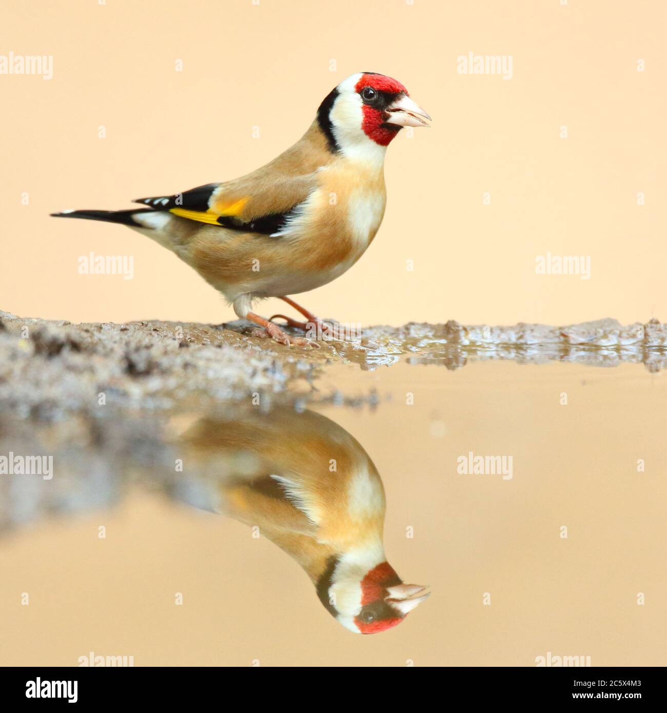 Erwachsener europäischer Goldfink (Carduelis carduelis) Reflexion während unten aus Schlamm Pool zu trinken. Derbyshire, Großbritannien, Frühjahr 2020 Stockfoto