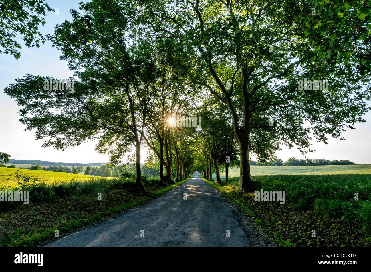 Malerische Allee in Mecklenburg-Vorpommern, Deutschland Stockfoto