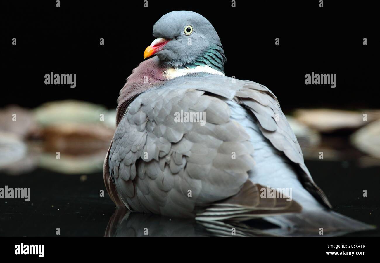 Gemeine Waldtaube (Columba palumbus) Baden, dunkler unterbelichtetem Hintergrund. Derbyshire, Großbritannien 2020 Stockfoto