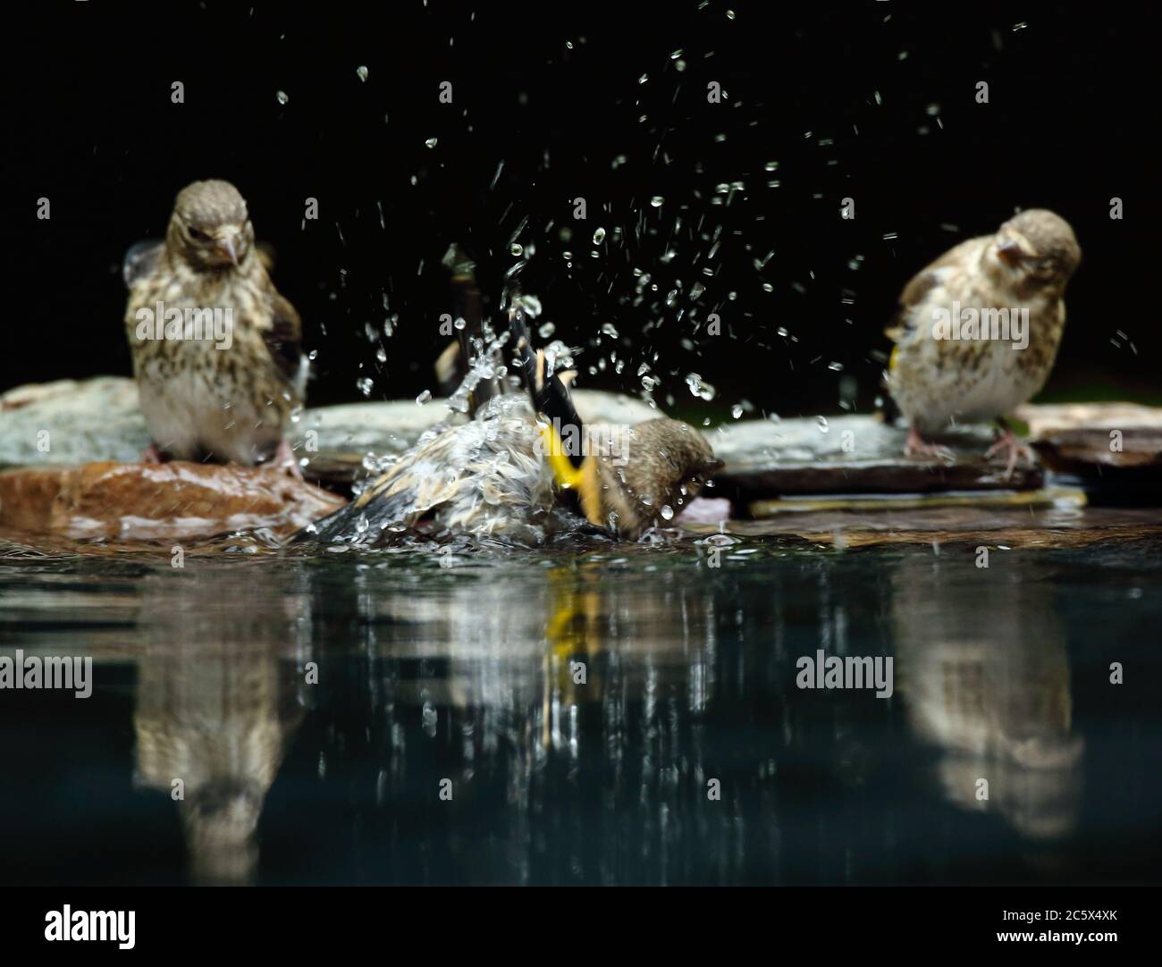 Gruppe von Jugendlicher Europäischer Goldfink (Carduelis carduelis), Baden und Trinken aus dem Pool. Derbyshire, Großbritannien, Frühjahr 2020 Stockfoto