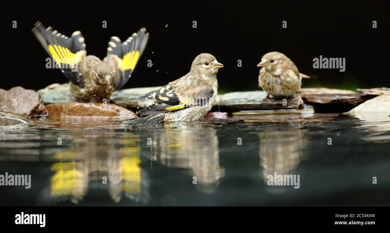 Gruppe von Jugendlicher Europäischer Goldfink (Carduelis carduelis), Baden und Trinken aus dem Pool. Derbyshire, Großbritannien, Frühjahr 2020 Stockfoto