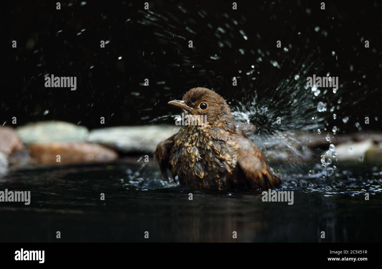 Jungvogel (Turdus Merula), Bade- und Spritzwasser. Derbyshire, Großbritannien 2020 Stockfoto