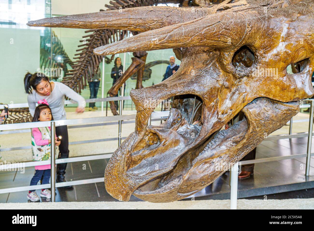 New York City, NY NYC Manhattan, Uptown, Central Park West, American Museum of Natural History, Ausstellung Sammlung Wissenschaft, Bildung, asiatische Frau Stockfoto