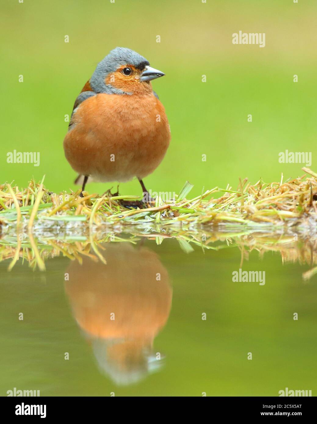 Sommergefieder Männchen gewöhnlicher Chaffinch (Fringilla coelebs), Spiegelung auf Gras. Derbyshire, Großbritannien 2020 Stockfoto