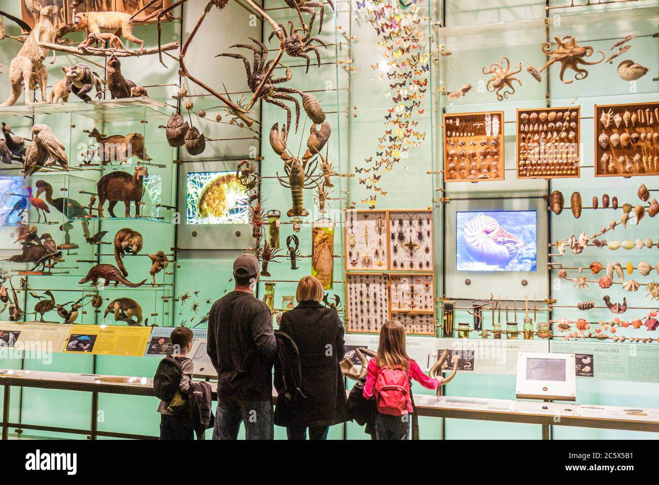 New York City, NY NYC Manhattan Uptown Central Park West, American Museum of Natural History, interaktive Ausstellung Biodiversität Kinder Familie Eltern Kind Stockfoto