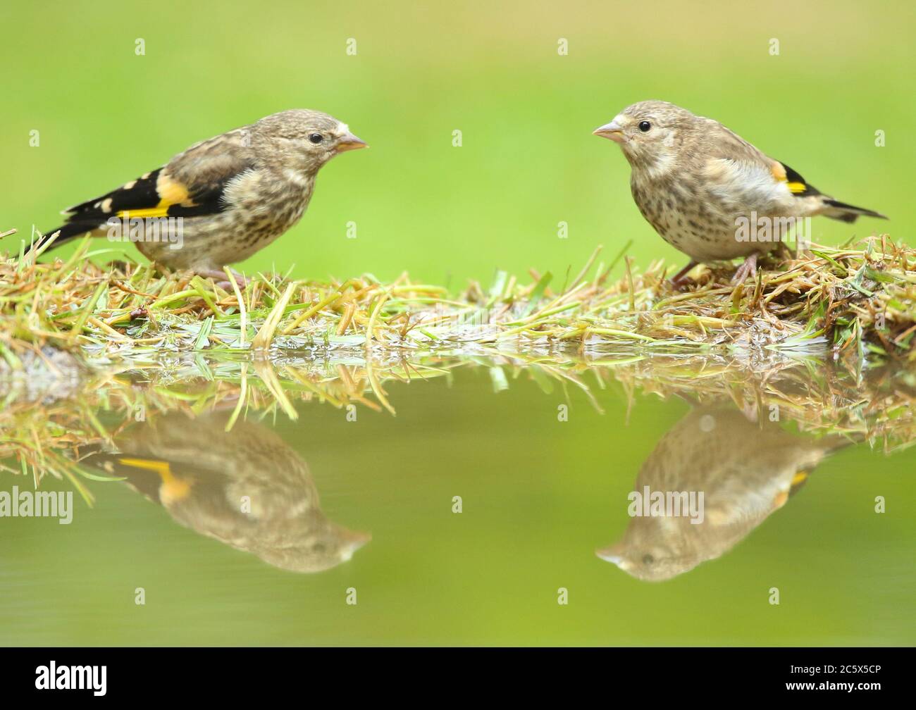 Paar Jugendlicher Europäischer Goldfink (Carduelis carduelis), Besuch Pool zu trinken und baden nach dem Ausflügge, Reflexion. Derbyshire, Großbritannien, Frühjahr 2020 Stockfoto