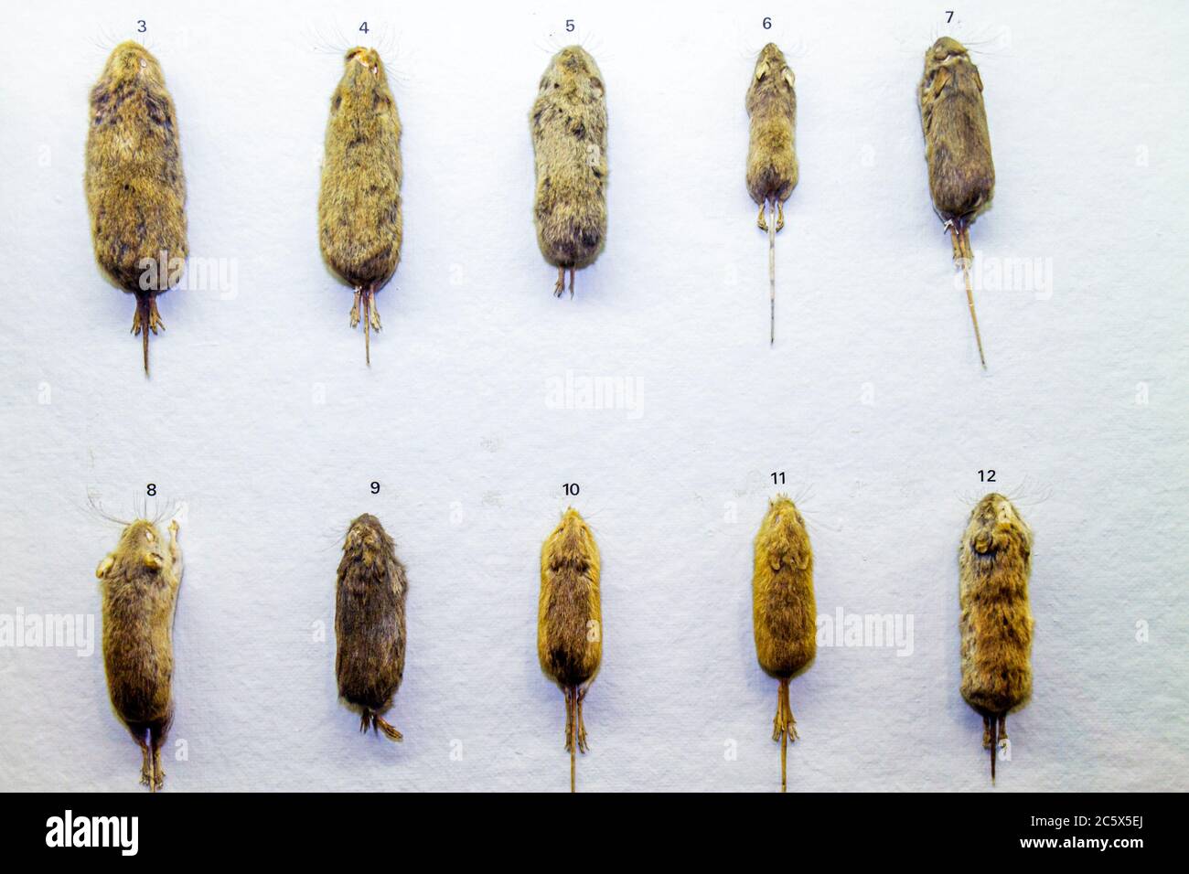 New York City, NY NYC Manhattan, Uptown, Central Park West, American Museum of Natural History, Ausstellung Sammlung Wissenschaft, Bildung, Biodiversit Stockfoto