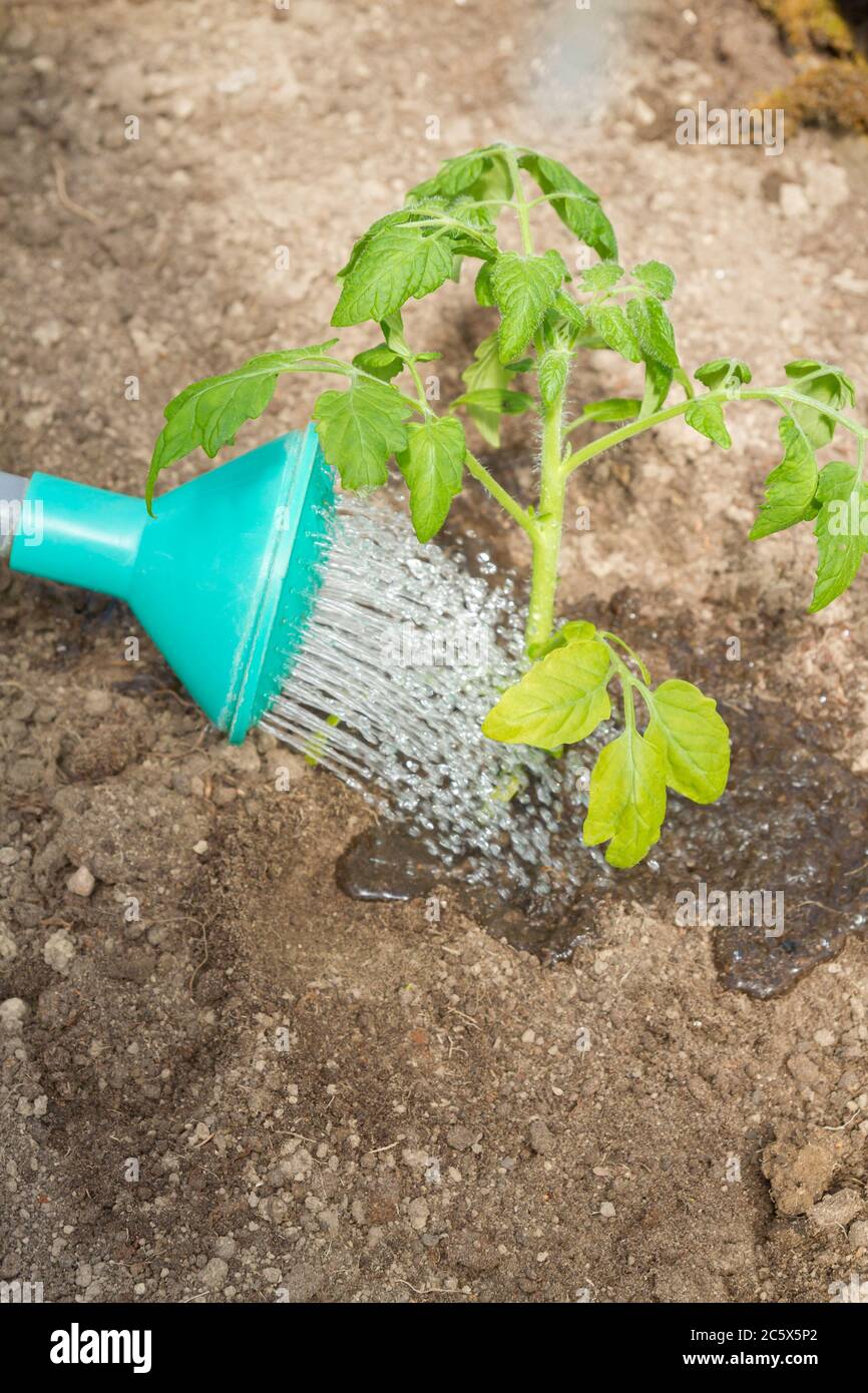 Frisch gepflanzte Tomatensämlinge werden aus einer Gießkanne im Gewächshaus gegossen Stockfoto