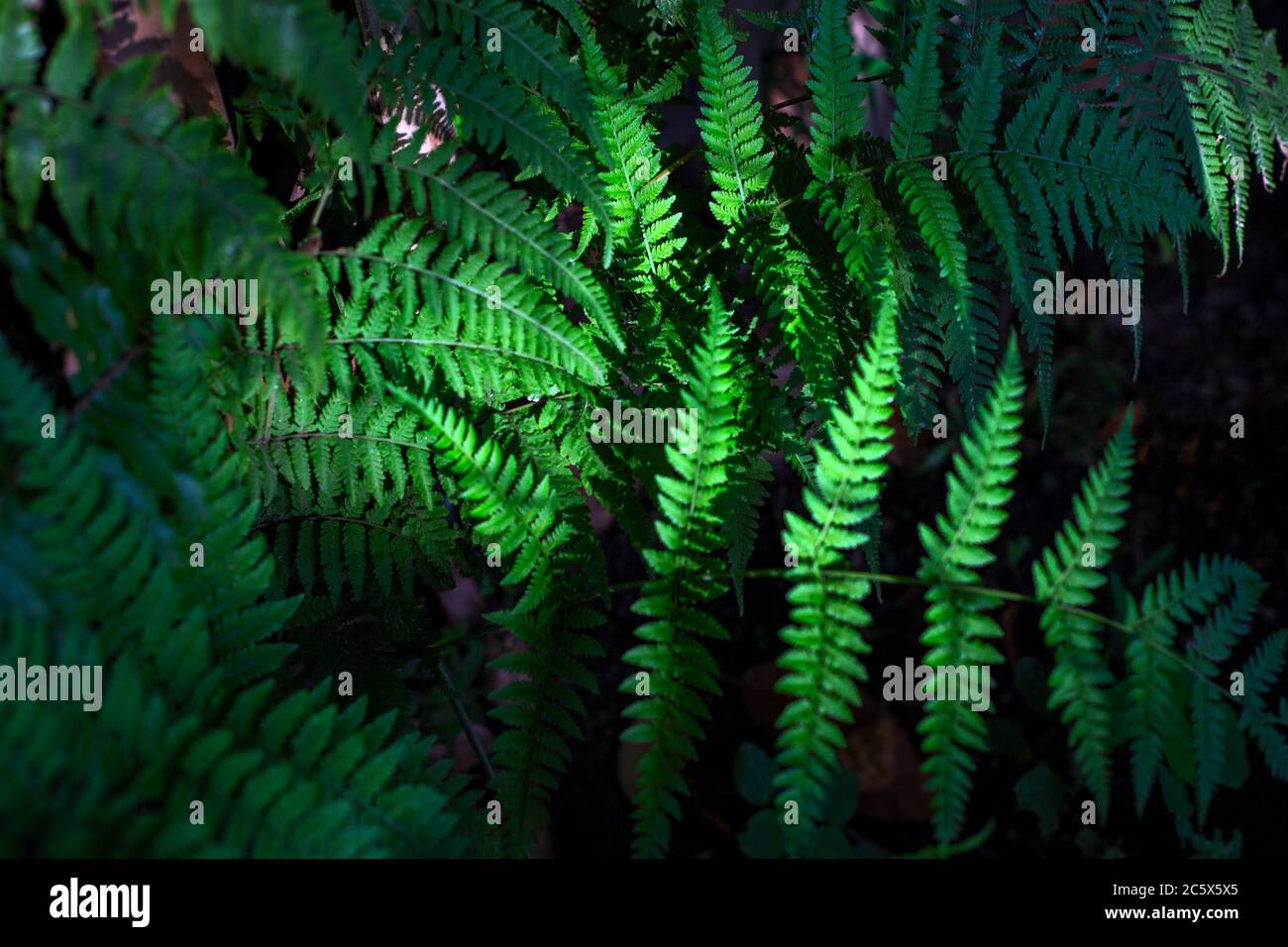 Wildfarnblatt lebendige natürliche Foto. Tropischer Garten minimalistische Abstraktion. Naturfotografie im Sommer. Grüne Walddetails. Exotisch floral t Stockfoto