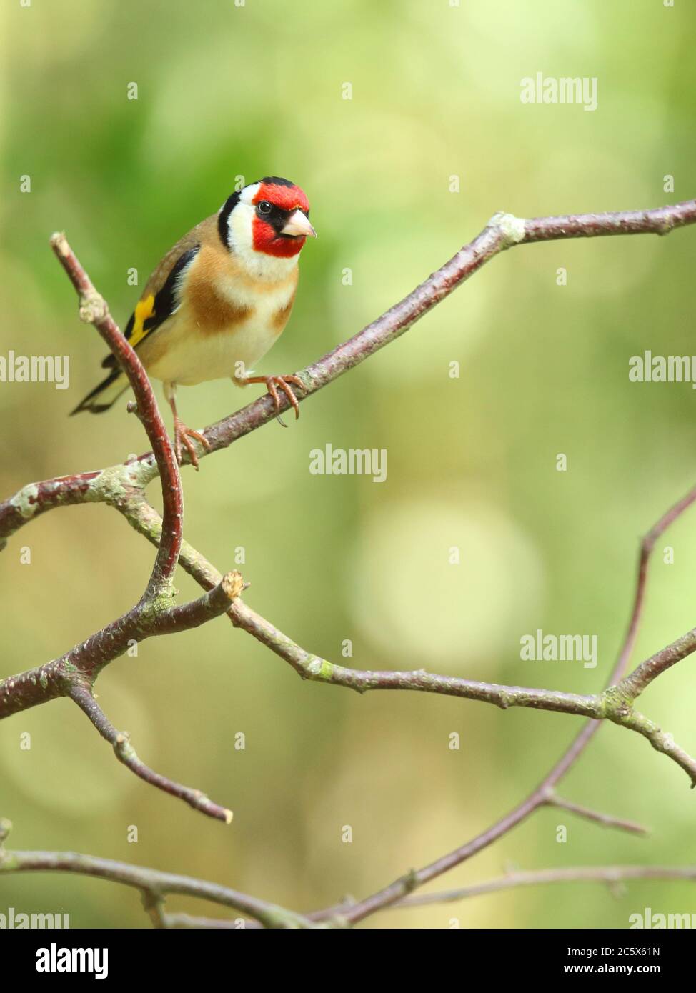 Erwachsener europäischer Goldfink (Carduelis carduelis) auf einem Zweig mit Gefieder. Derbyshire, Großbritannien, Frühjahr 2020 Stockfoto