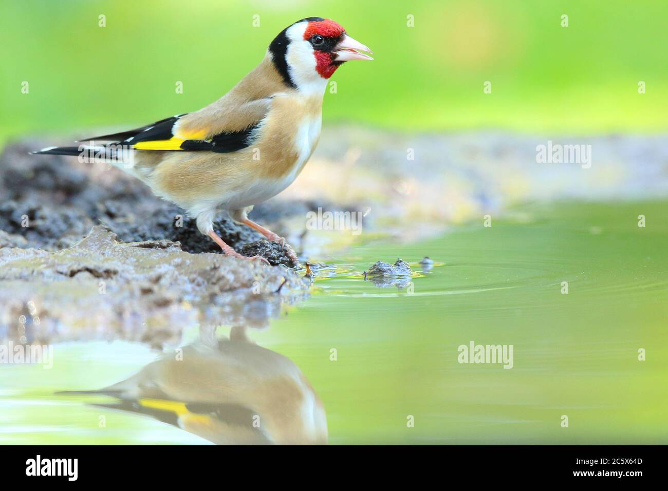 Erwachsener europäischer Goldfink (Carduelis carduelis), der aus einem Pool trinkt, Seitenansicht des Gefieders. Derbyshire, Großbritannien, Frühjahr 2020 Stockfoto