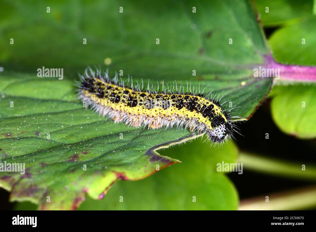 Weißkohl Raupe Schmetterling Larve pieris brassicae Stockfoto