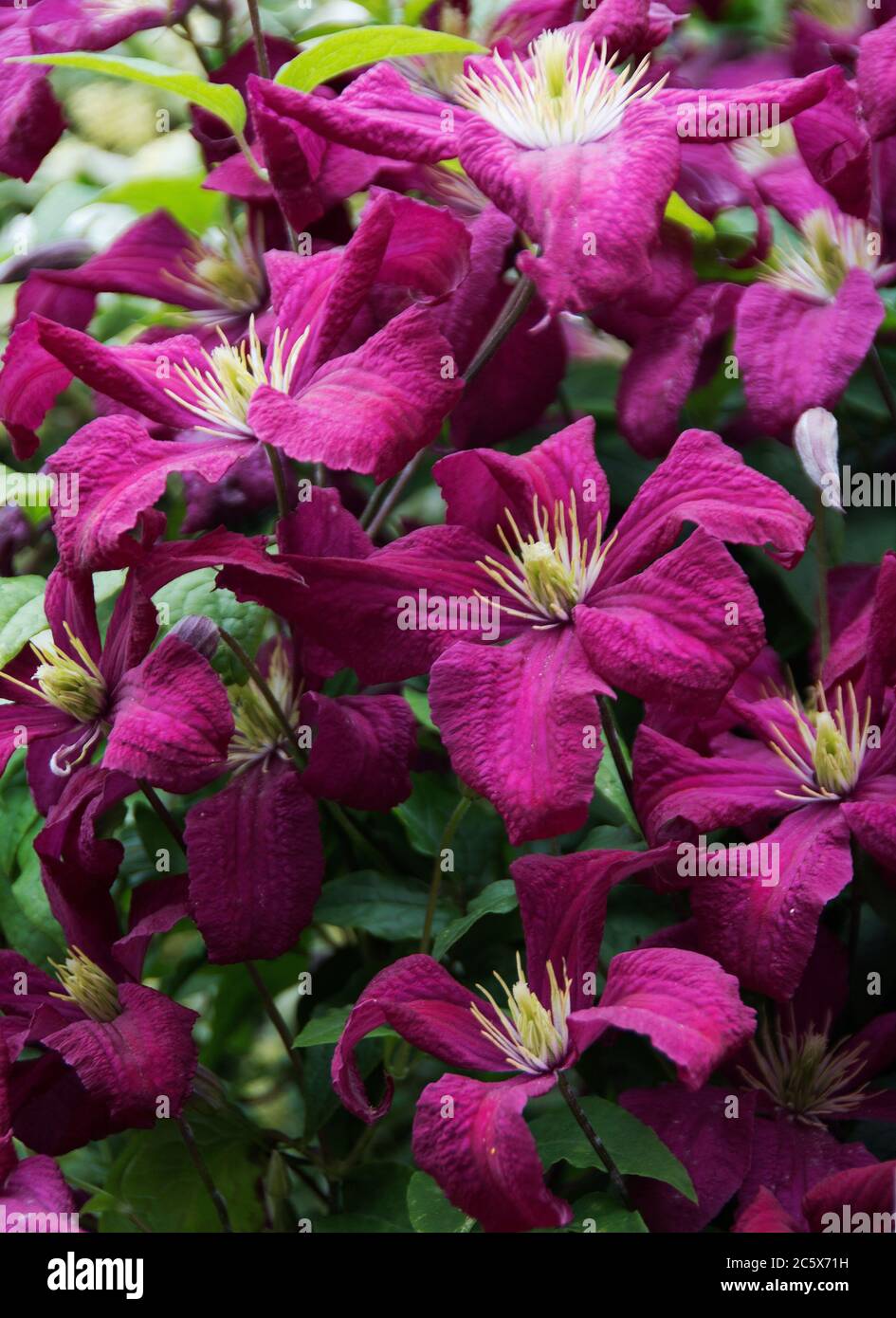 Clematis 'Niobe' -frühe großblütige Clematis haben große sternförmige Blüten im Frühsommer. Stockfoto