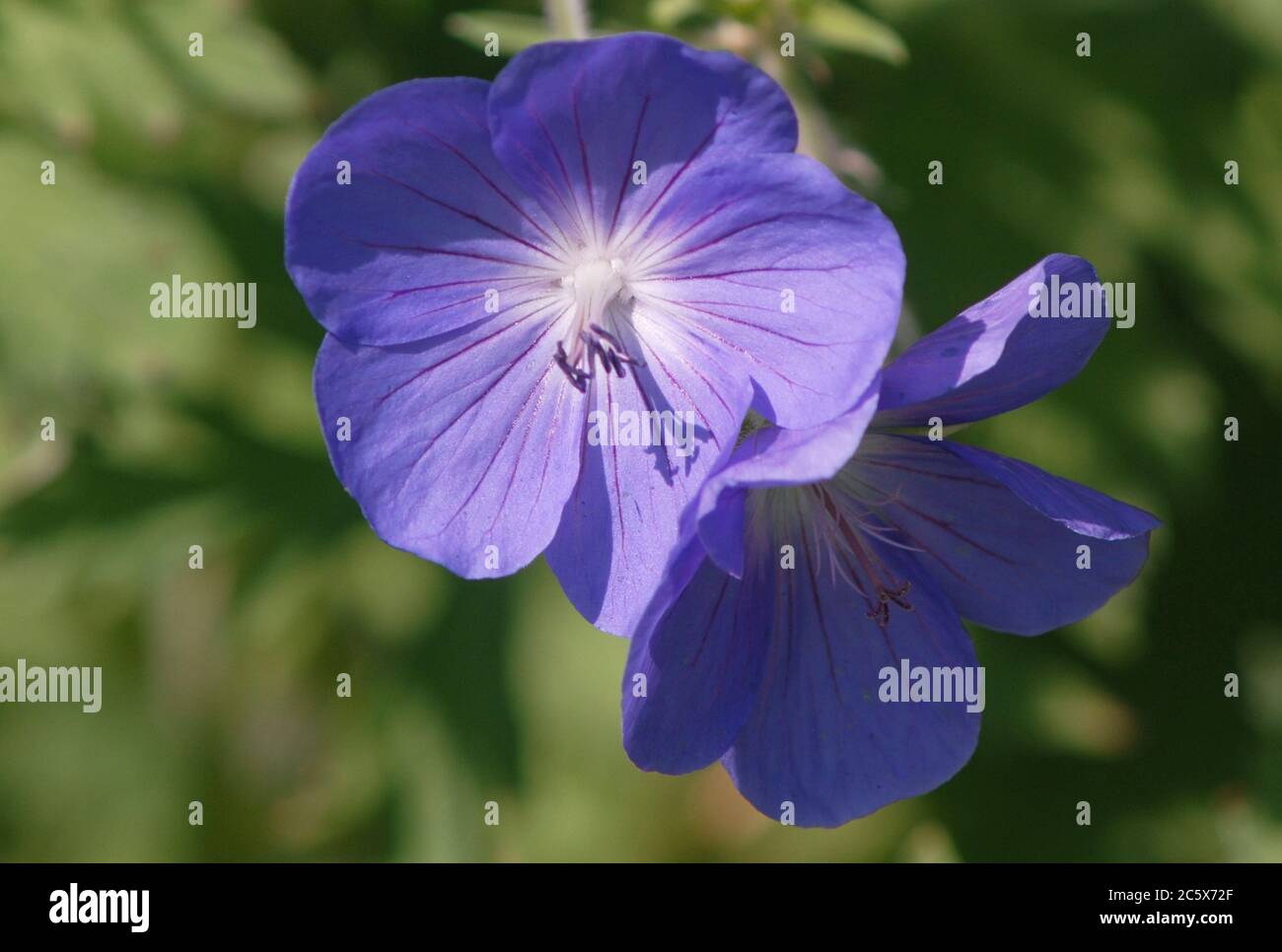 Geranium 'Brookside' Stockfoto