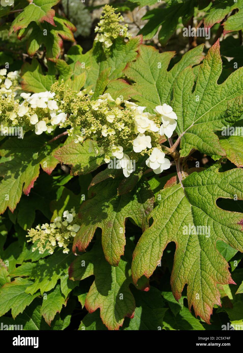 Hortensia quercifolia - Eichenholzblatt Hortensia - ist ein ausladenden Laubshauch mit schönen, großen, tief gelappten Blättern. Blumen Sahne, in konischen Pfanne Stockfoto