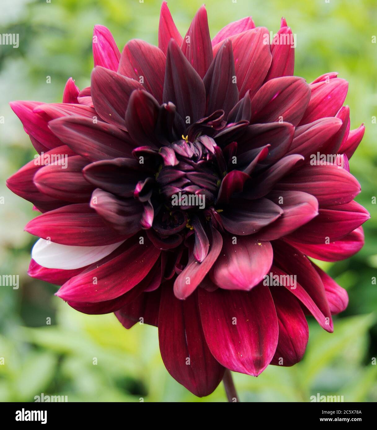 Dahlia 'Con Amore' ist eine aufrechte, buschige, klumpenbildende, tuberöse Staude mit gezahnten, gefiederten, dunkelgrünen Blättern und kräftigen, aufrechten Stielen Stockfoto