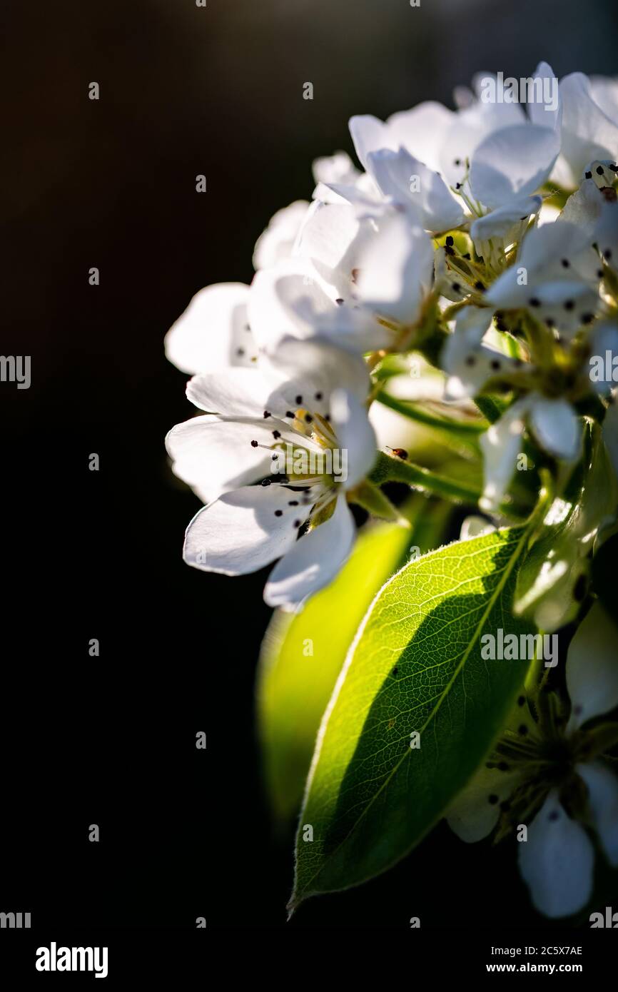 Birnenbaumblüte in der Abendsonne Stockfoto