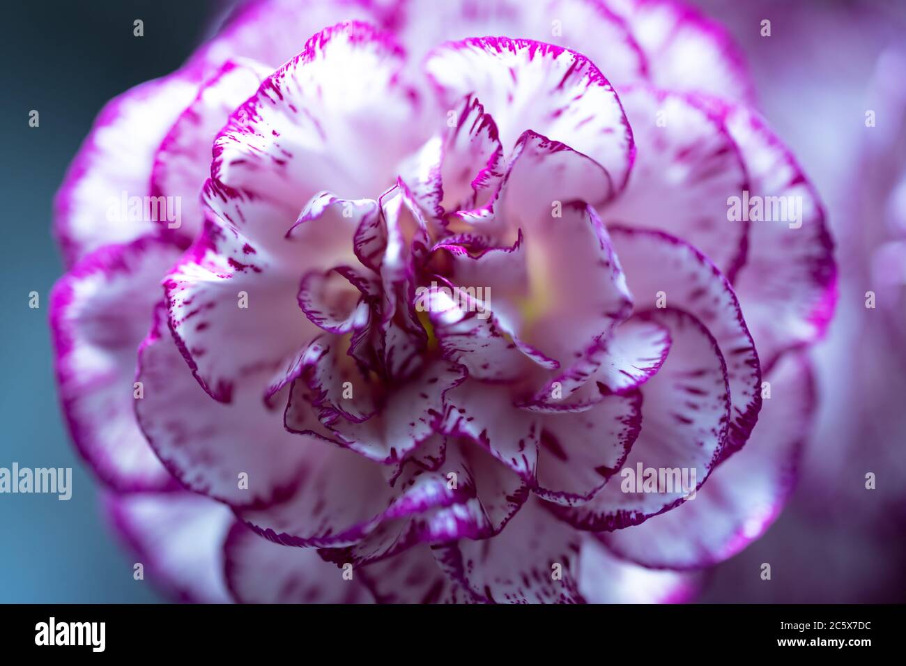Eine Nahaufnahme einer rosa/lila und weiß doppelt gestreiften Nelke (Dianthus caryophyllus) Blume Stockfoto