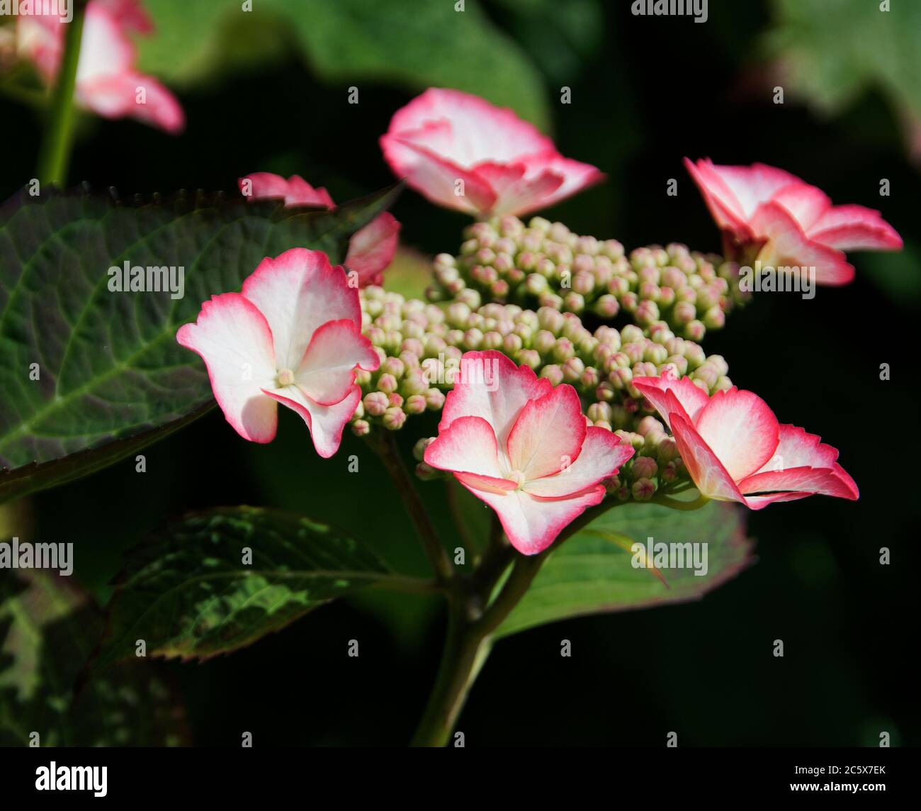 Hortensia macrophylla 'Love You Kiss' Stockfoto