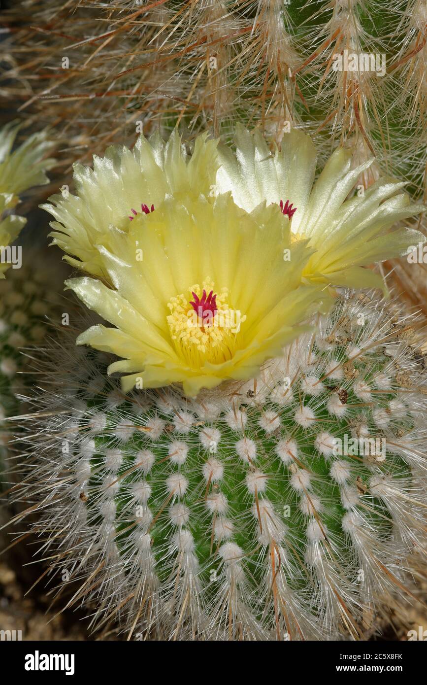 Tom Thumb Cactus - Parodia sp, Kaktus mit vielen Blüten Stockfoto