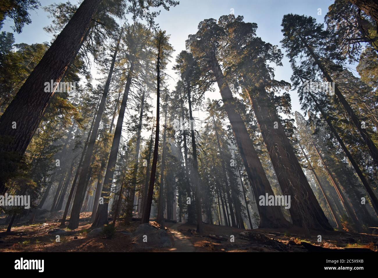 Sonnenstrahlen, die durch den Rauch eines vorgeschriebenen Brands auf dem Congress Wanderweg im Sequoia National Park in Kalifornien strömen. Stockfoto