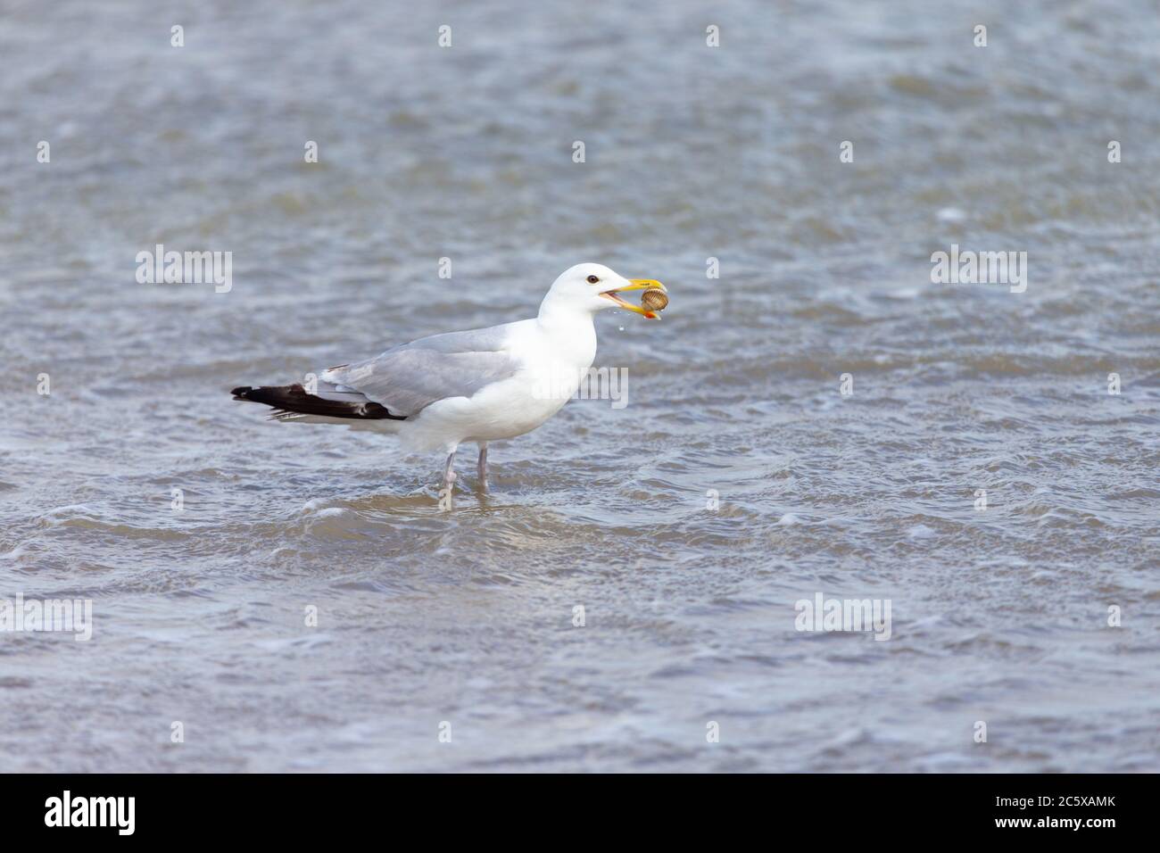 Möwenfütterung, Heringmöwe (Larus argentatus) Möwe mit gemeiner Herzmuschel im Schnabel, großbritannien Stockfoto