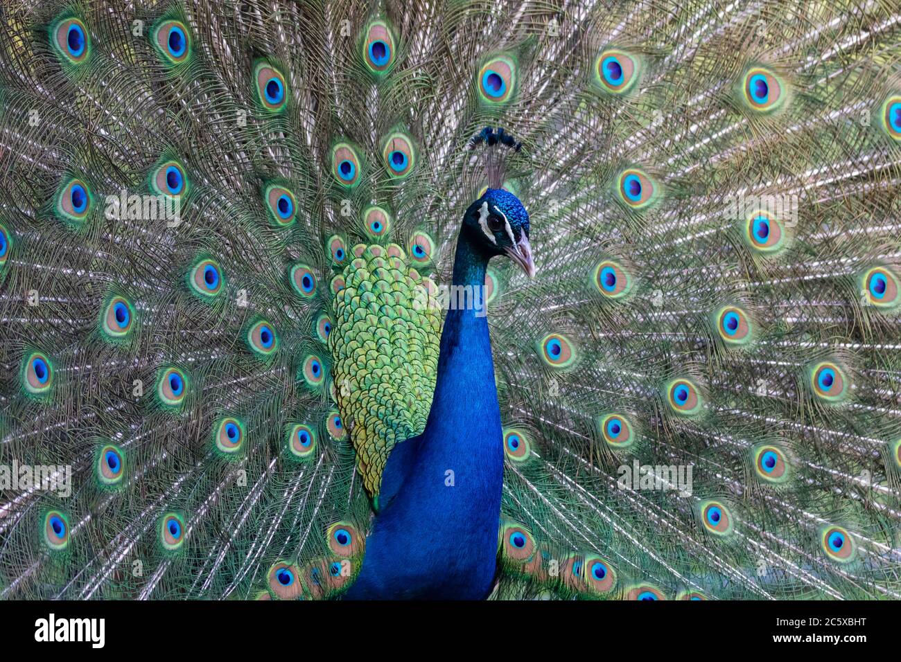 Porträt eines männlichen bunten Pfauenvogels mit ausgestelltem Schwanz Stockfoto