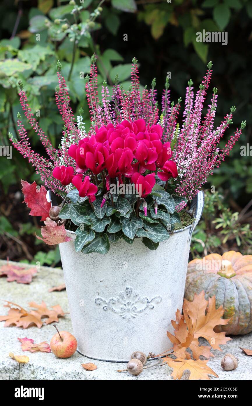 Rosa Cyclamen und Heidekraut Blume in Pflanzentopf als Herbst Gartendekoration Stockfoto