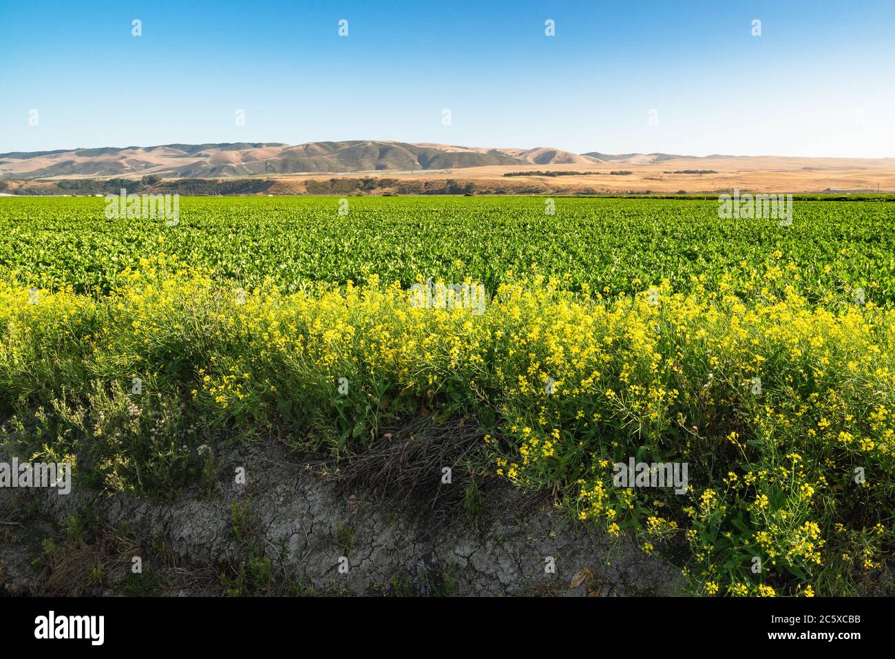 Landwirtschaftliche Feld bei Sonnenuntergang. Sellerie wächst in einem Feld, Santa Barbara County, Kalifornien Stockfoto