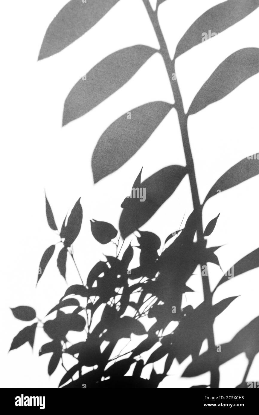 Schatten von grünen Pflanzen auf weißem Hintergrund Stockfoto