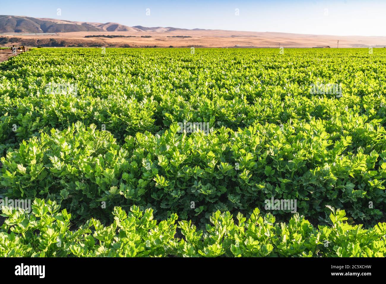 Sellerie-Anlage In Der Nähe. Landwirtschaftliche Feld von Sellerie, Erntezeit Stockfoto