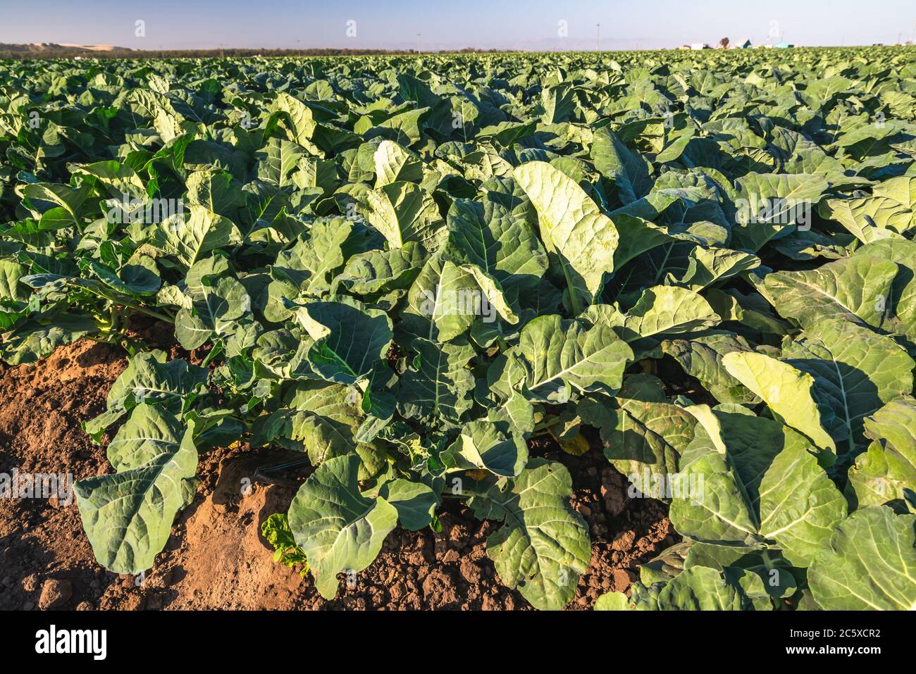 Reihen junger Pflanzen auf einem Feld. Landwirtschaftliche Bereich der Kohl Pflanze Stockfoto