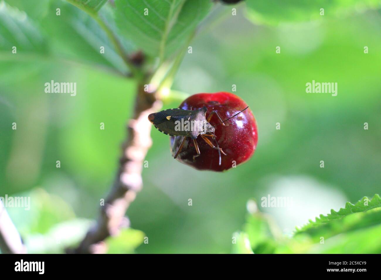 Ein rotbeiniger Schildbug (Pentatoma rufipes) bleibt absolut still, da er die rote Kirsche zu saugen scheint Stockfoto