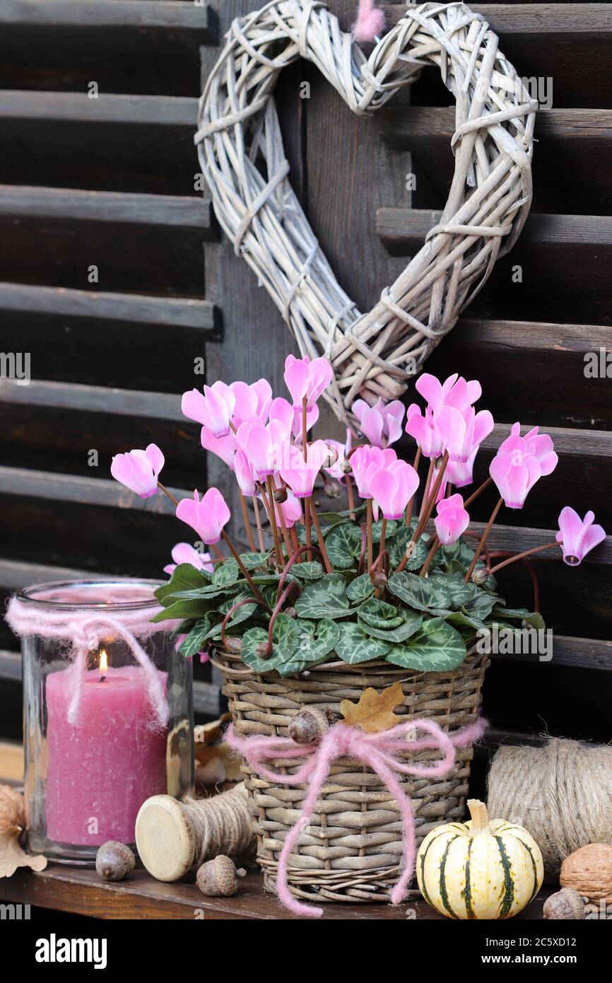 Herbstgartendekoration mit rosa Cyclamen Blume im Korb Stockfoto