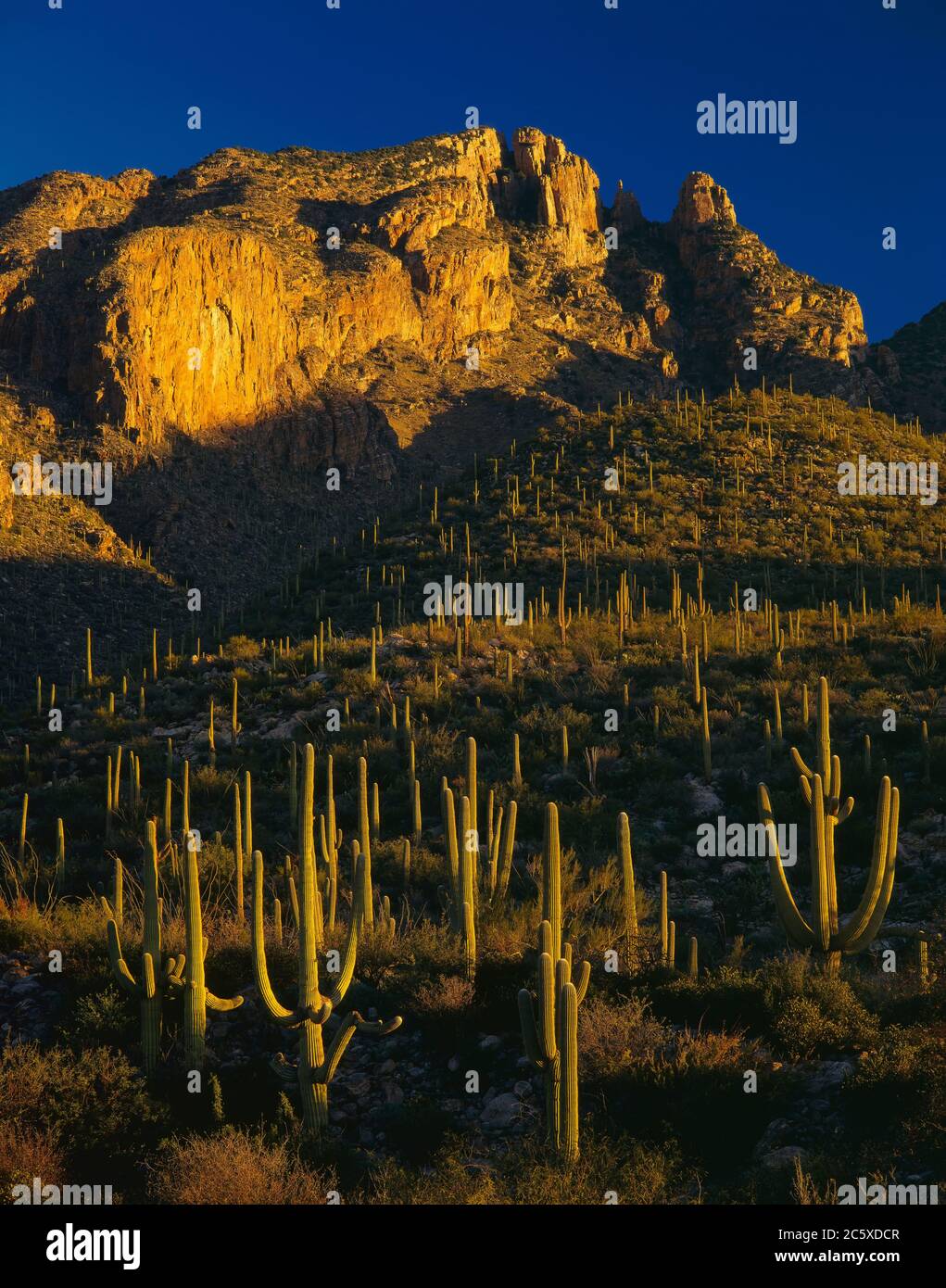 Santa Catalina Berge Coronado N.F. AZ/DEZ Frühe Morgenbeleuchtung erwärmt die Bergrücken der Saguaro Kakteen unterhalb des Finger Rock. Finger Rock Trail. Stockfoto