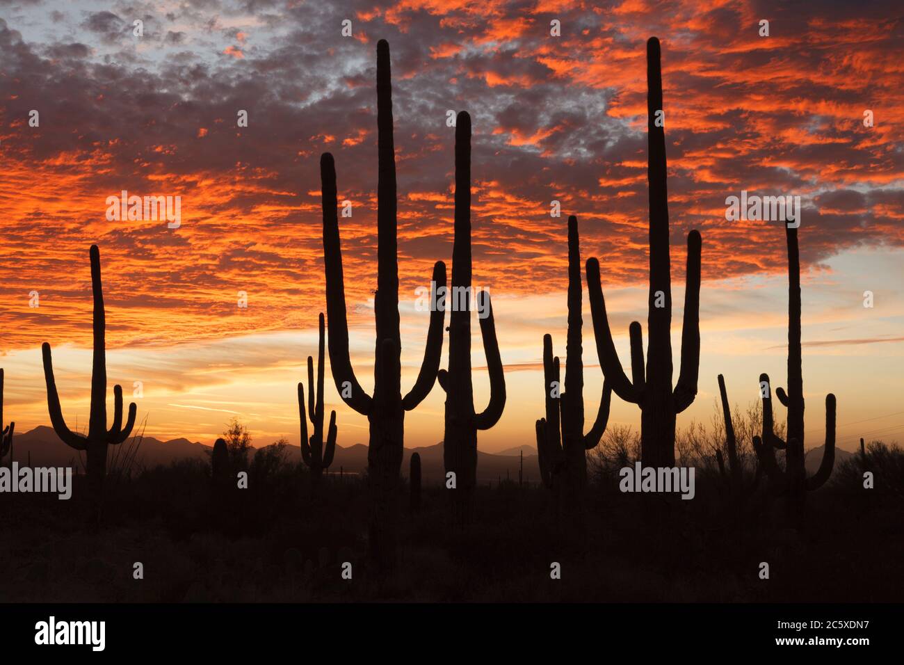 Saguaro Nationalpark AZ / OCT EIN silhouettierter Stand von saguaro Kakteen, begleitet von einem brillanten Sonnenuntergang über Avra Tal mit Roskruge Bergen am Horizont. Stockfoto