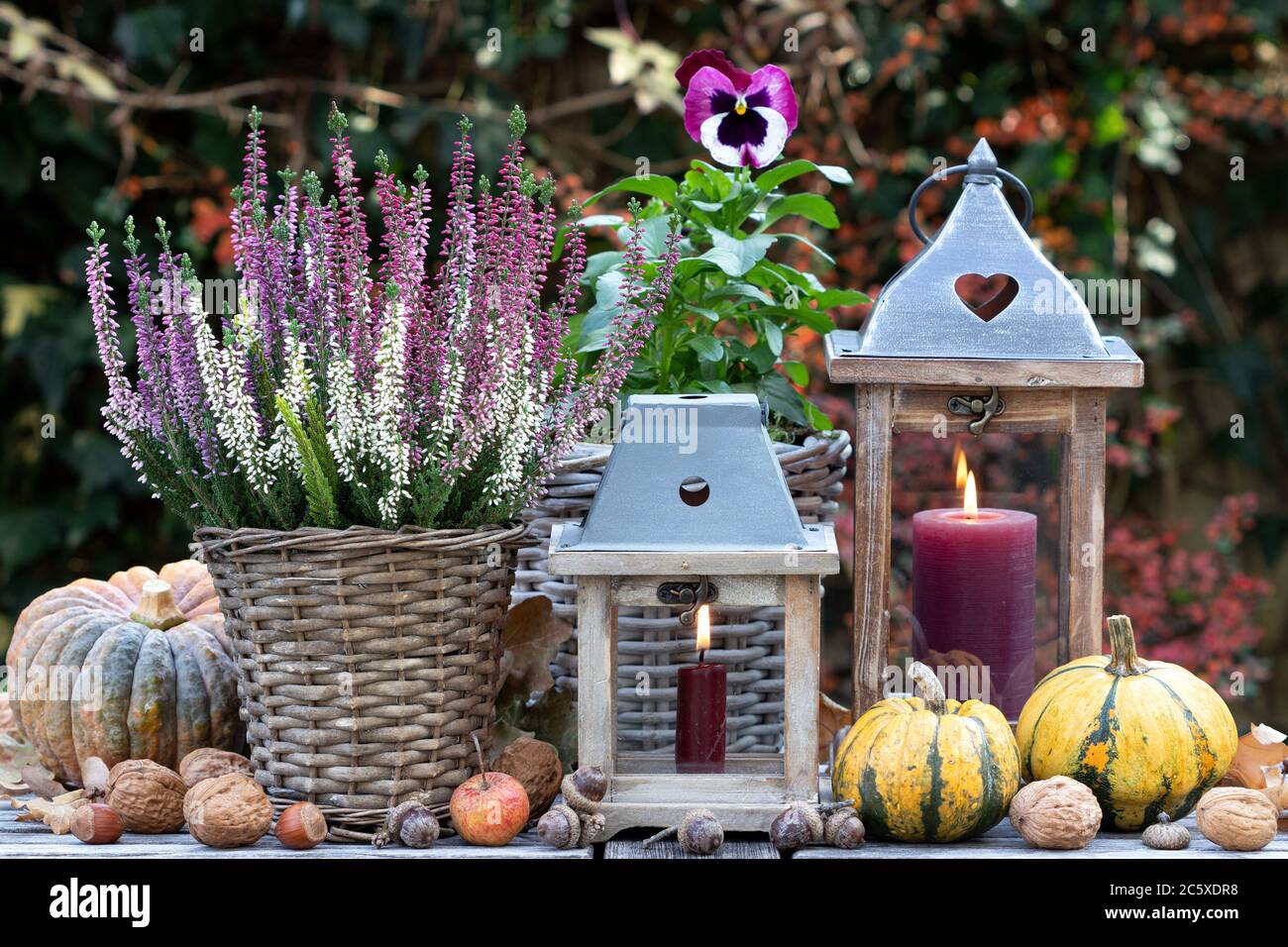 Herbstgartendekoration mit Pflanzen, Kürbissen und Laterne Stockfoto