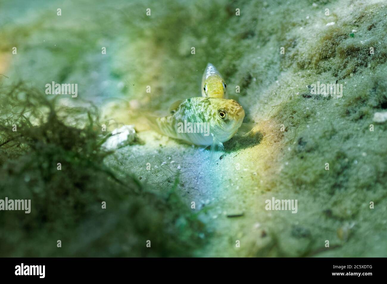 Wilde männliche und weibliche Laichkopf Elritzen (Cyprinodon variegatus) laichen in einem zentralen Florida Frühling. Lammkopf-Elritzen sind beliebte Aquarienfische. Stockfoto