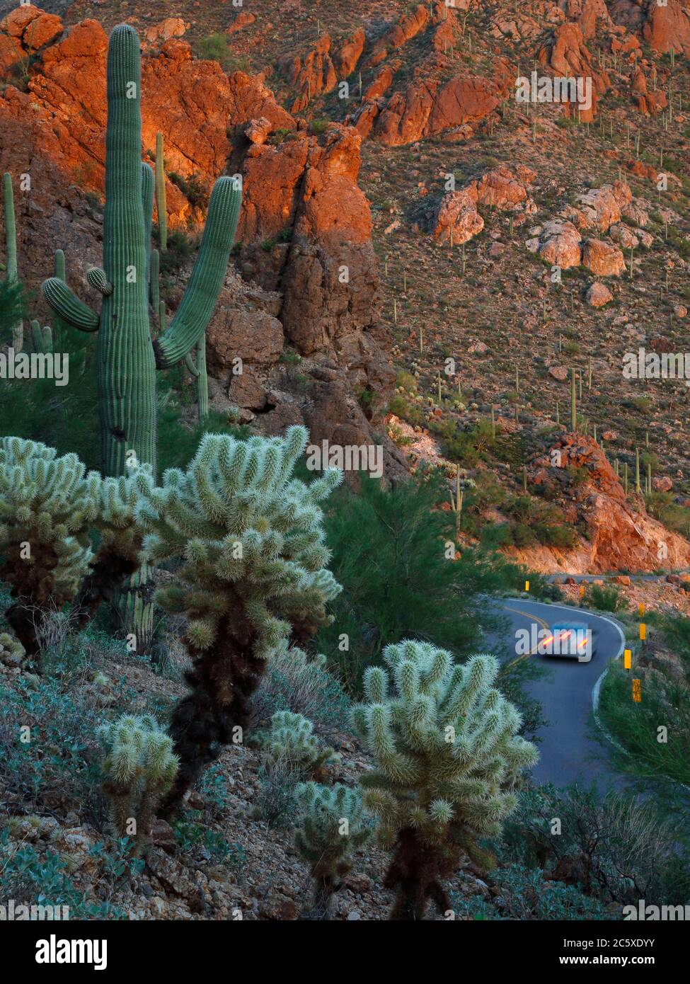 Tucson Mountain Park AZ / JULI ein Auto fährt am letzten Licht hinter Teddybear Cholla & Saguaro Kakteen in Gates Pass durch die gewundene Gates Pass Rd. Stockfoto