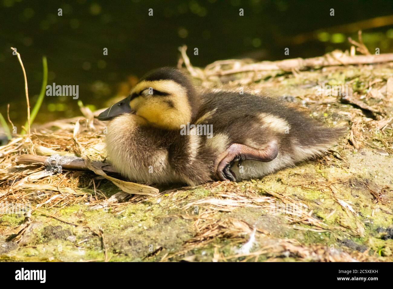 Entenküken in der Sonne sitzend oder liegend mit geschlossenen Augen, Anas platyrhynchos, Stockente, Wasservögel, Anatidae, Vogel, UK, England, niedlich Stockfoto