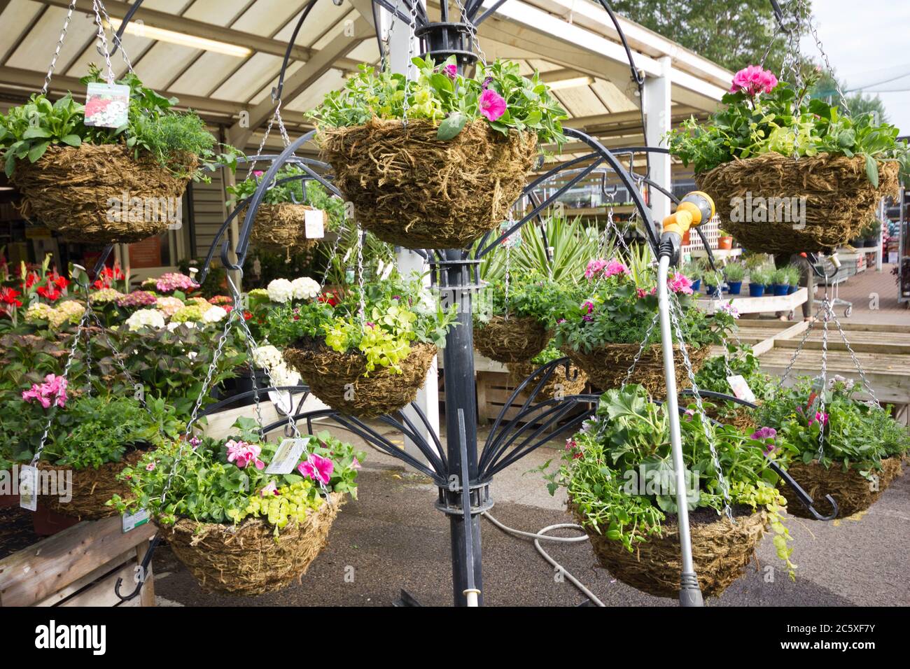 Pläne in Hängekörben im Garden Center, Kent, England Stockfoto