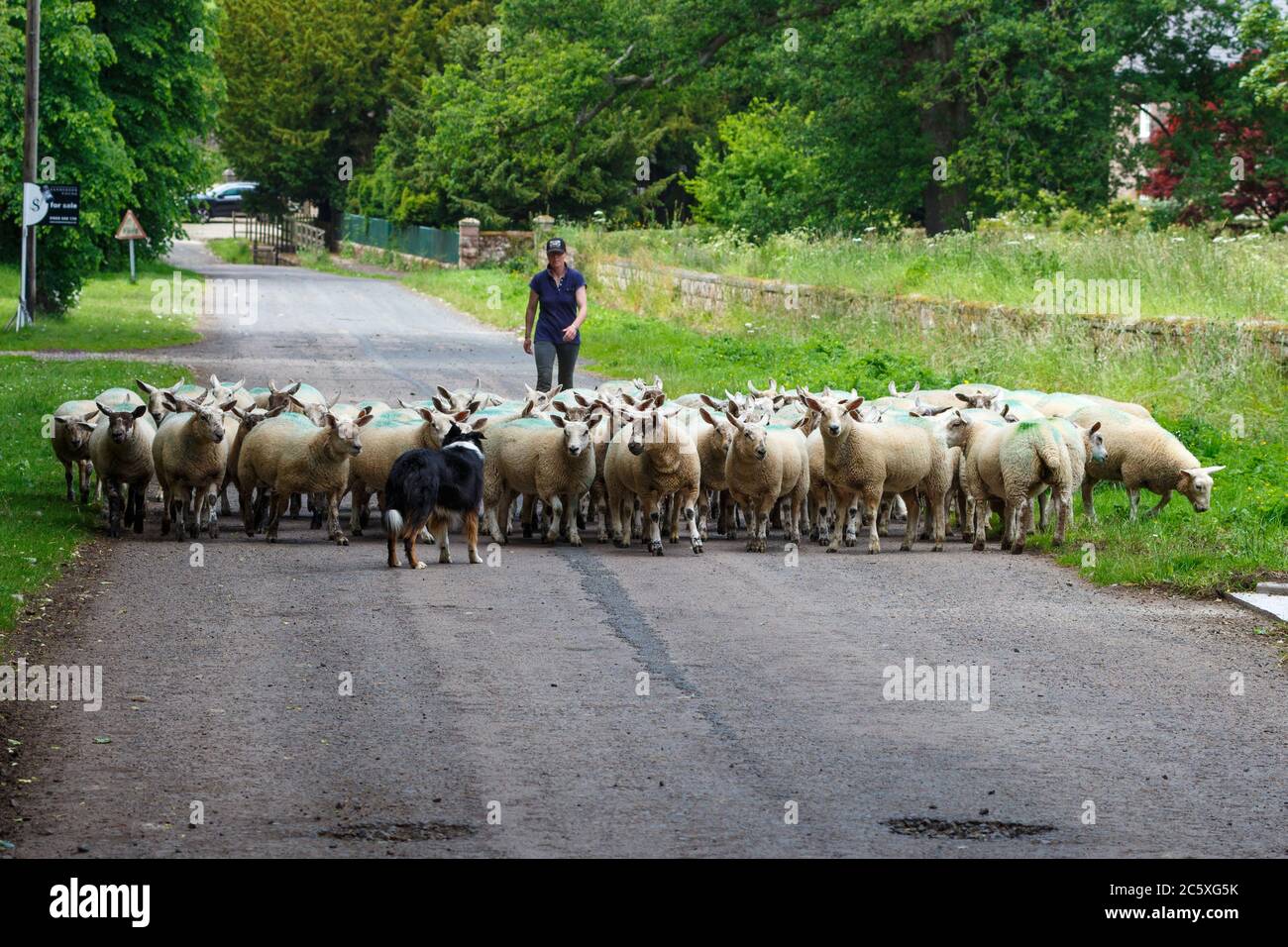 Schafe werden entlang einer Landstraße getrieben Stockfoto