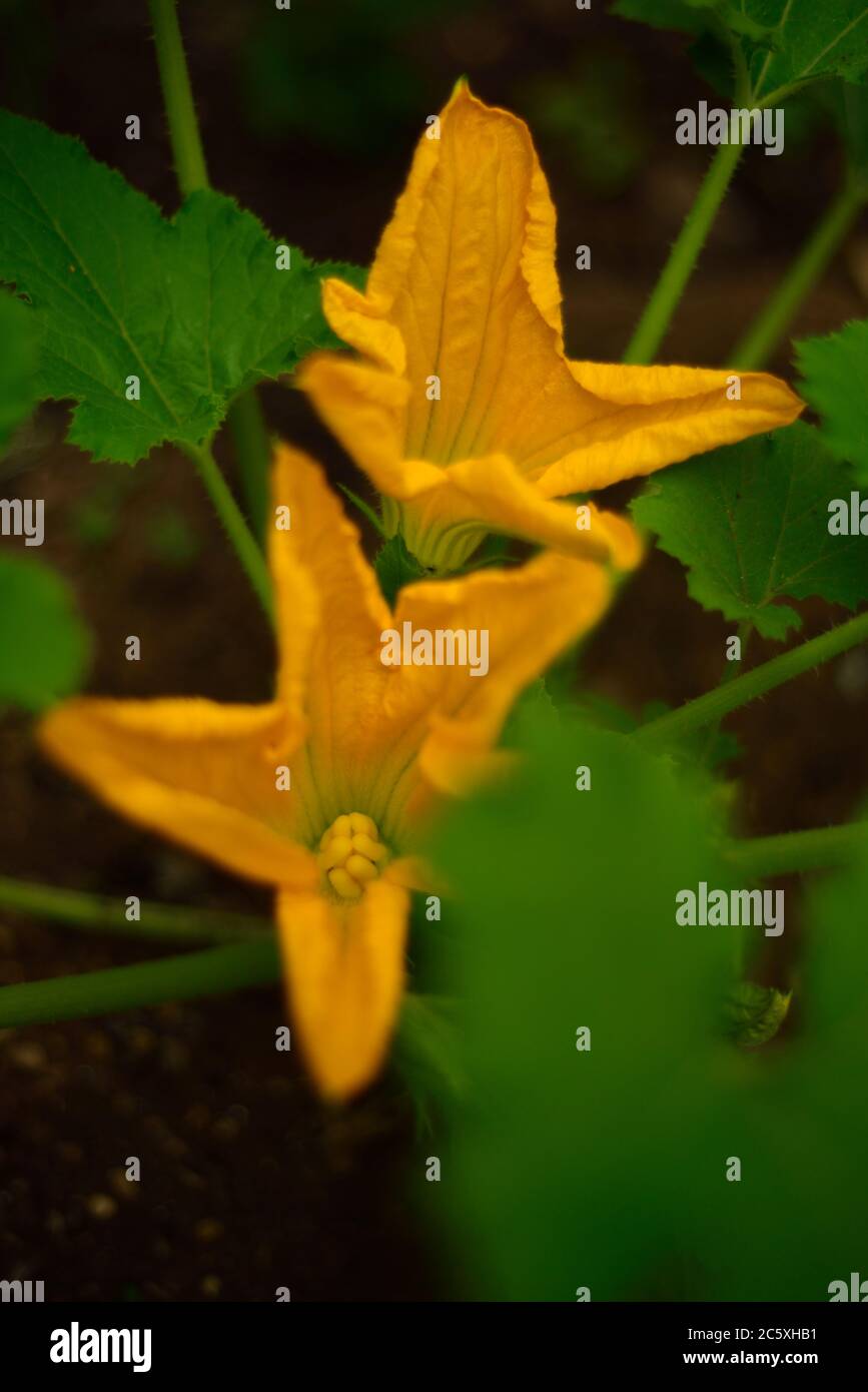 Zucchini Blumen wachsen in UK Garten Stockfoto