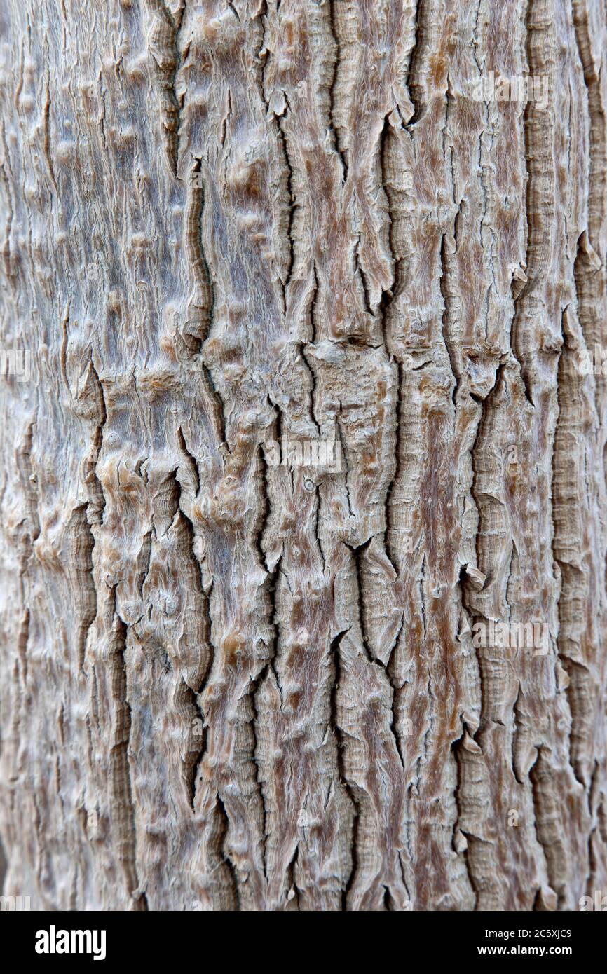 Rinde, Moringa Baum 'Moringa oleifera', Nahaufnahme, aus tropischen & subtropischen Gebieten Indiens, Kalifornien. Stockfoto