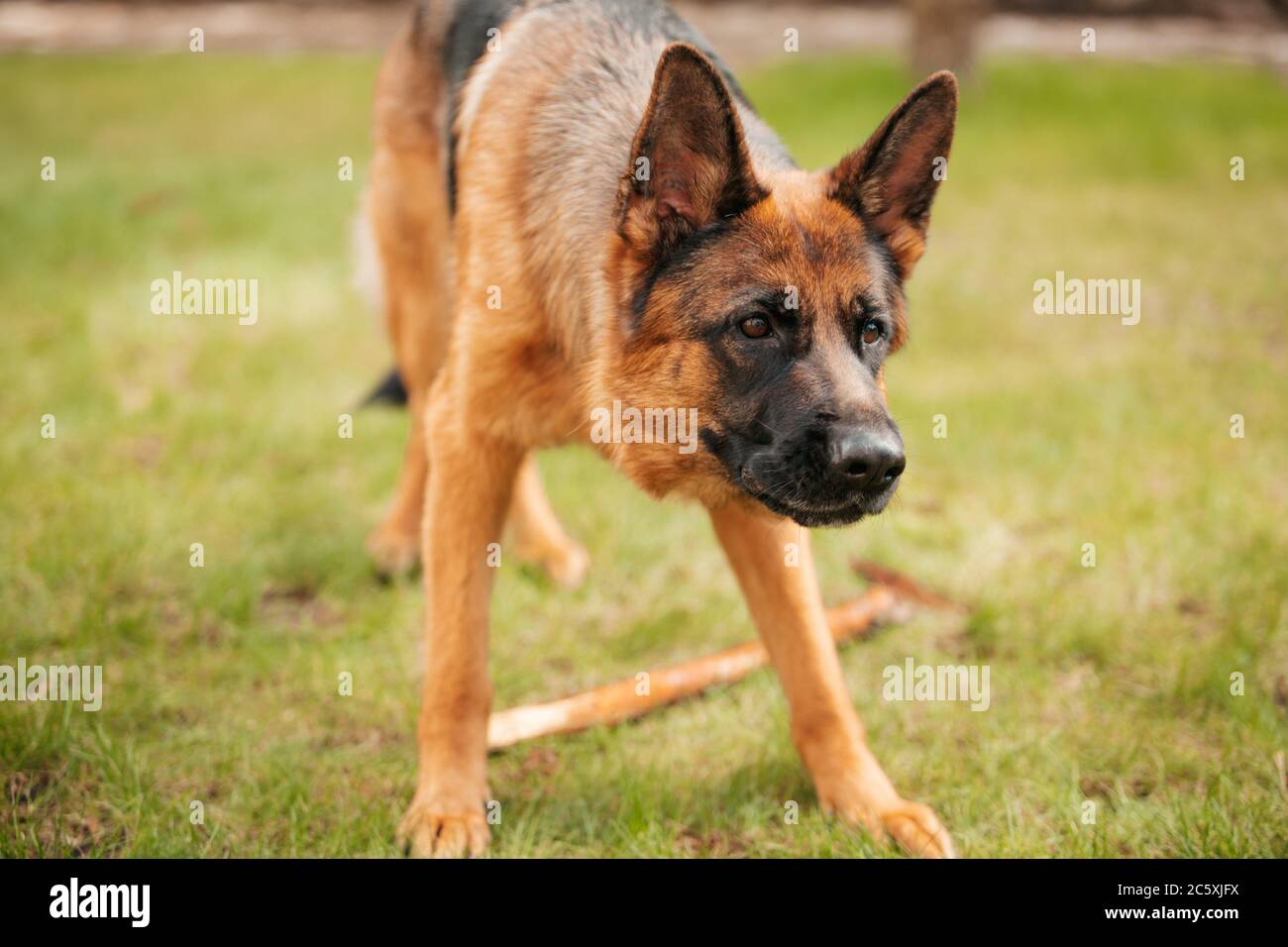 Deutscher Schäferhund spielt auf dem Rasen im Park. Porträt eines reinrassigen Hundes. Stockfoto