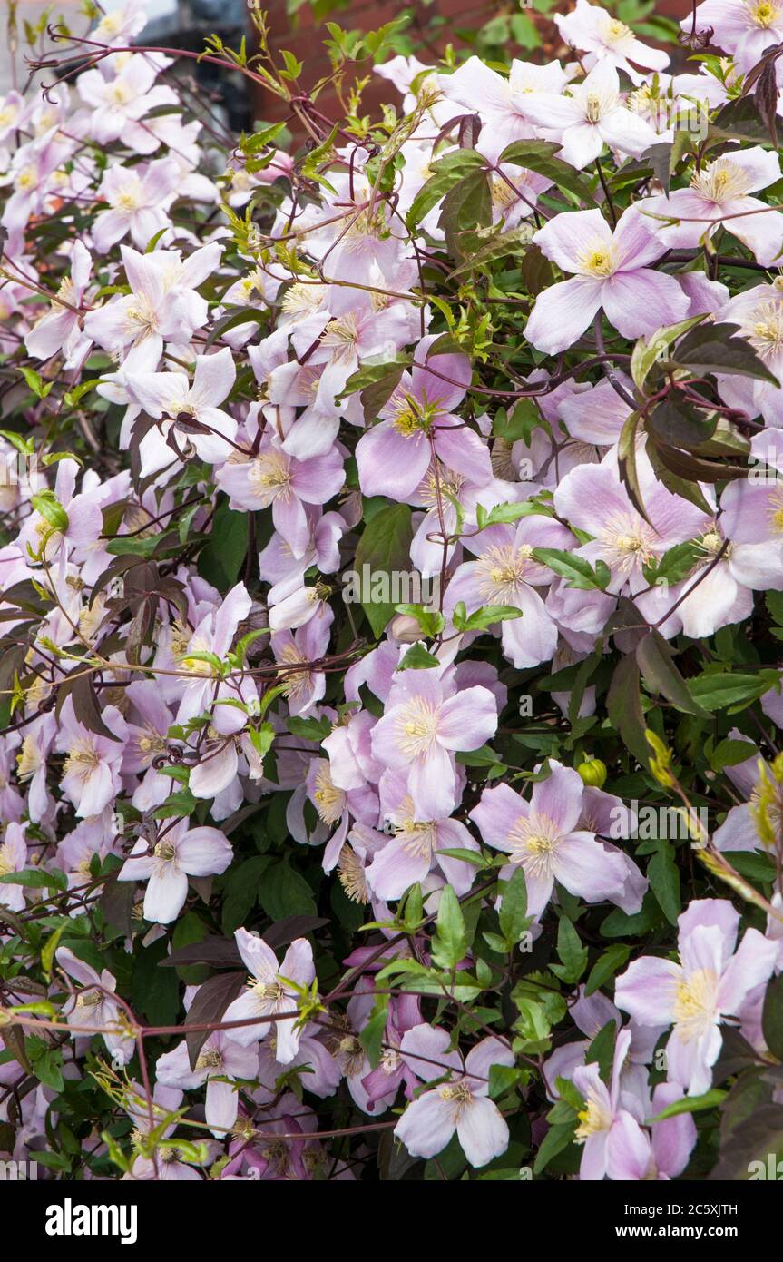 Nahansicht von Clematis montana Tetraose mit vielen rosa Blüten im