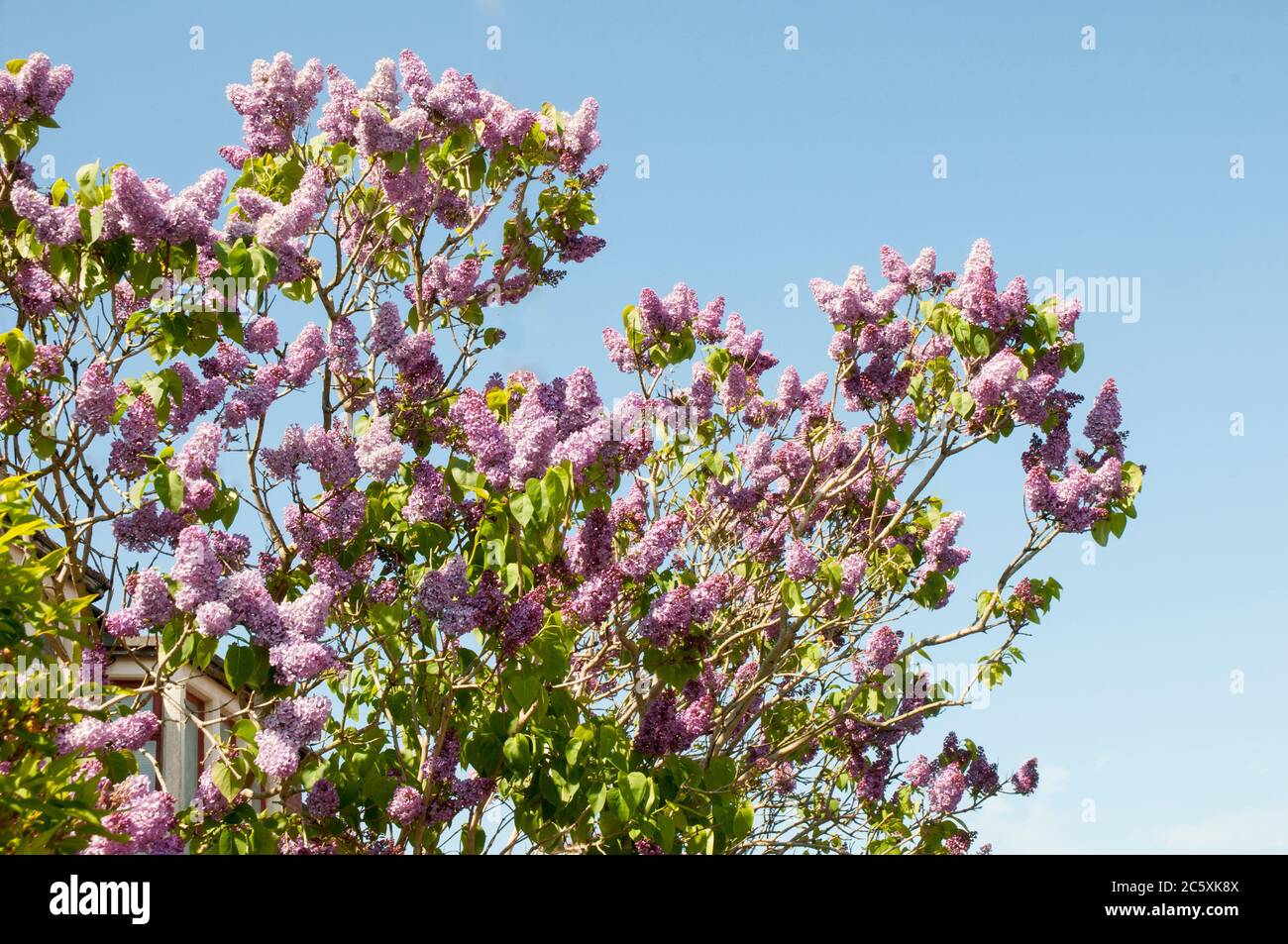 Ansicht von Gemeiner Flieder Syringa vulgaris. Ein sommergrüner großer Strauch oder kleiner Baum, der im Frühjahr bis Frühsommer blüht und voll winterhart ist. Stockfoto
