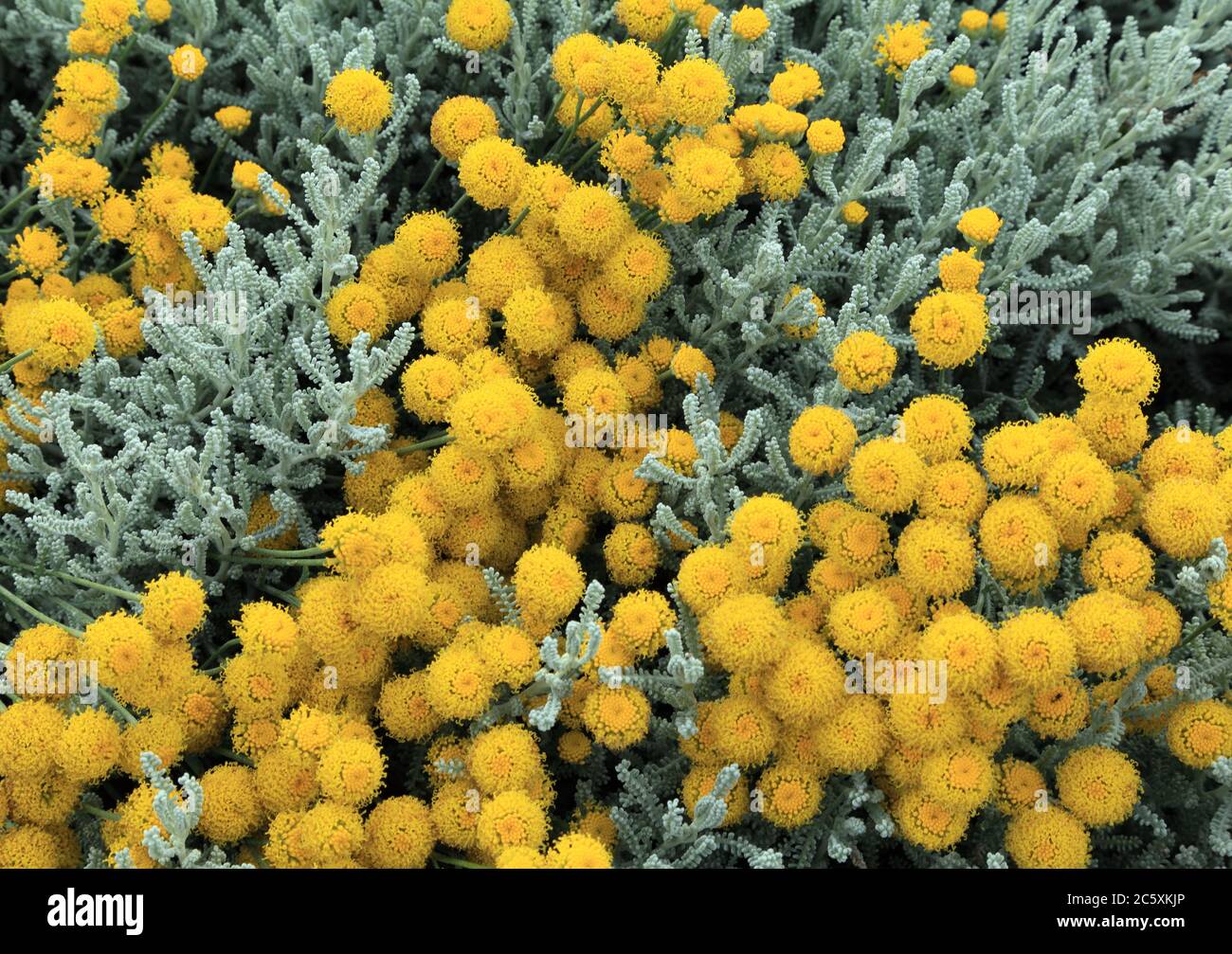 Santolina chamaecyparissus, Cotton Lavender, aromatisch, silbernes Laub Stockfoto